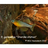 10 young adult Pseudomugil gertrudae from Starcke River/Station