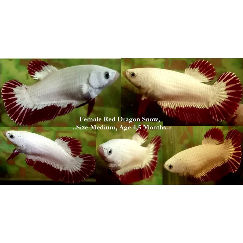 SEXY RED DRAGON SNOW!! #1 (Shipping Cost Included in Price)