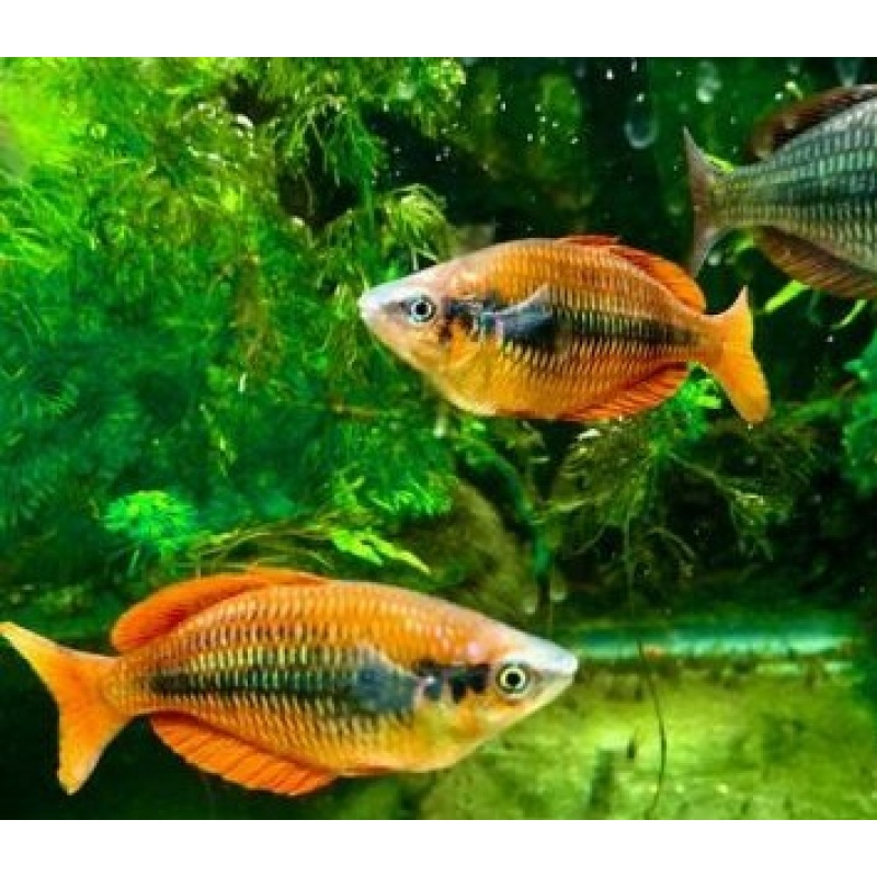 Ten Sunset Rainbowfish, FREE SHIPPING