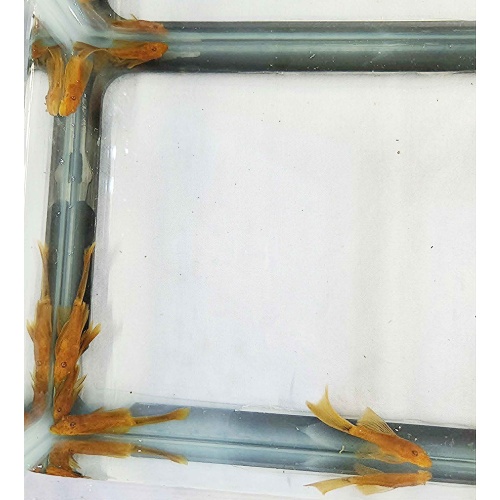 Super Red Long Fin BN Plecos-Group of 6