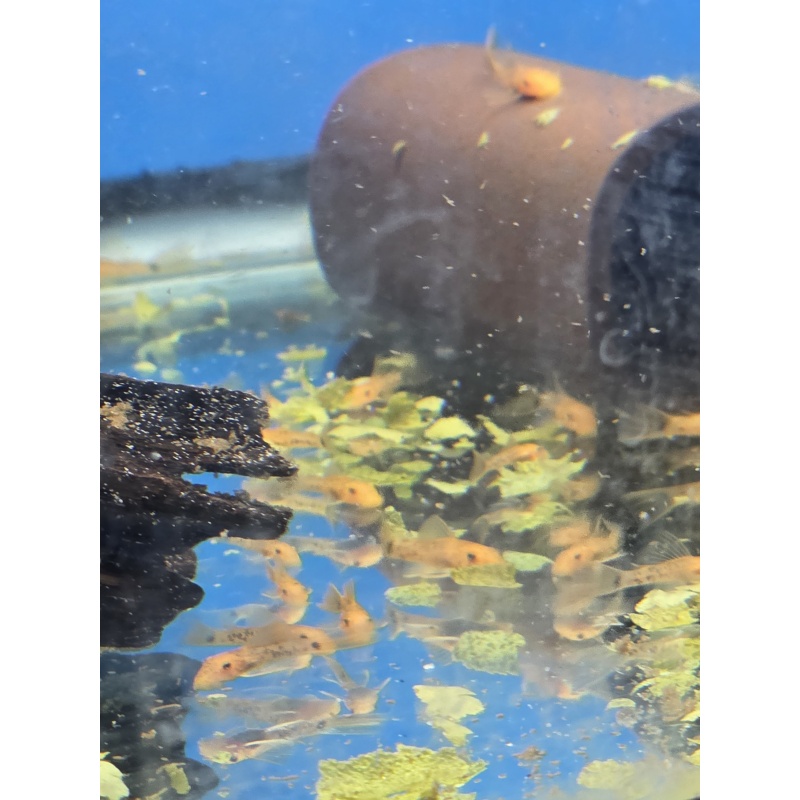 6 LONG FIN Super Red Bristle Nose Pleco Juvies 1.25 -1.75 inches