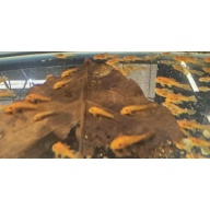 Super Red Short Fin BN Plecos-Group of 10