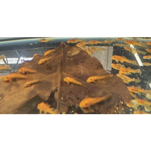 Super Red Short Fin BN Plecos-Group of 10