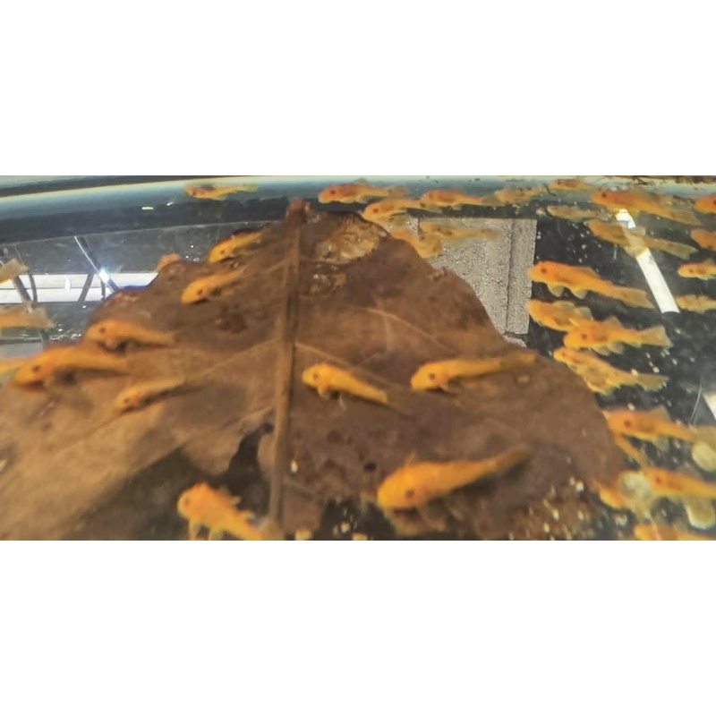 Super Red Short Fin BN Plecos-Group of 10