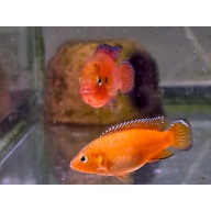 Turkana Jewel Cichlids, PROVEN PAIR!