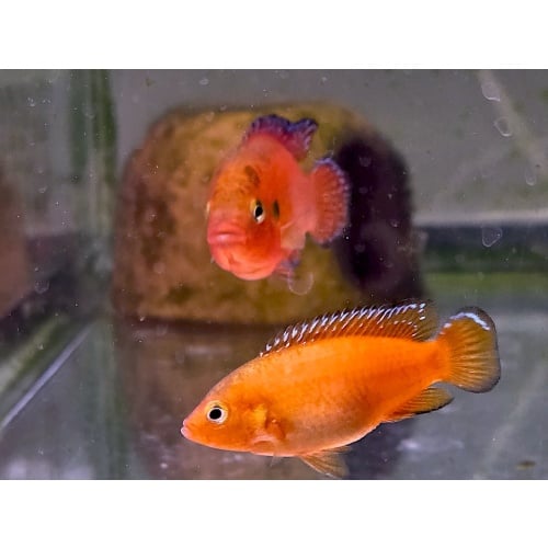 Turkana Jewel Cichlids, PROVEN PAIR!