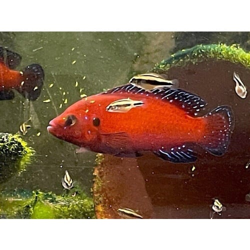 6 Turkana Jewel Cichlids, Hemichromis exsul