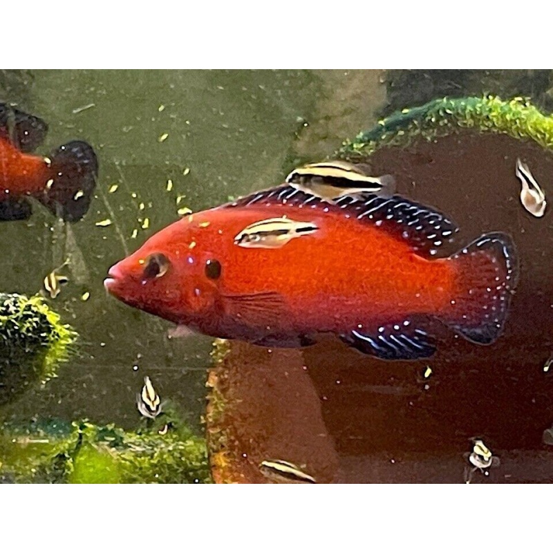 6 Turkana Jewel Cichlids, Hemichromis exsul