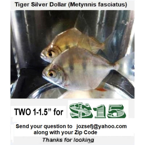Two 1-1.5" Tiger Silver Dollar