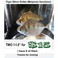Two  1- 1.5"  Tiger Silver Dollar