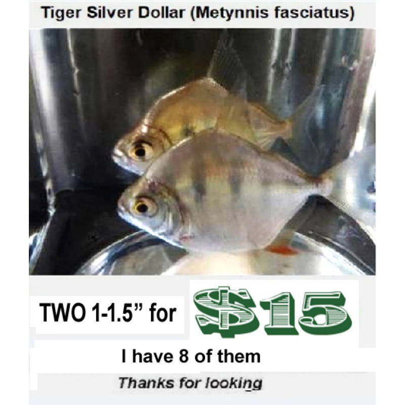 Two  1- 1.5"  Tiger Silver Dollar