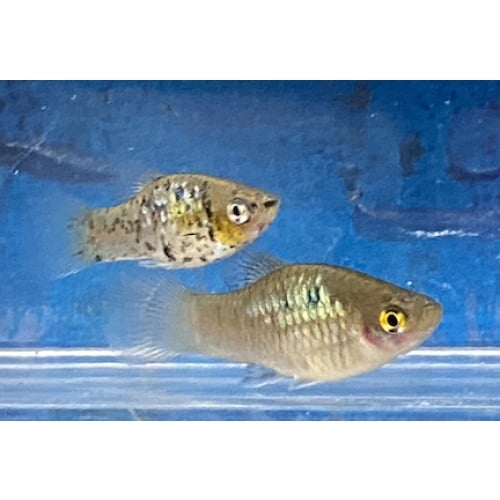 X. maculatus Tabasco Blue