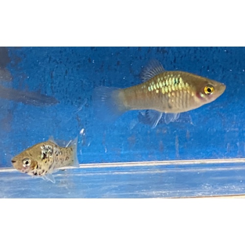 X. maculatus tabasco blue