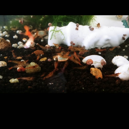 10+2 Tangerine Tiger Shrimp Shipping Included