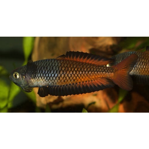 8 young adult Rhadinocentrus ornatus from Teewah Creek