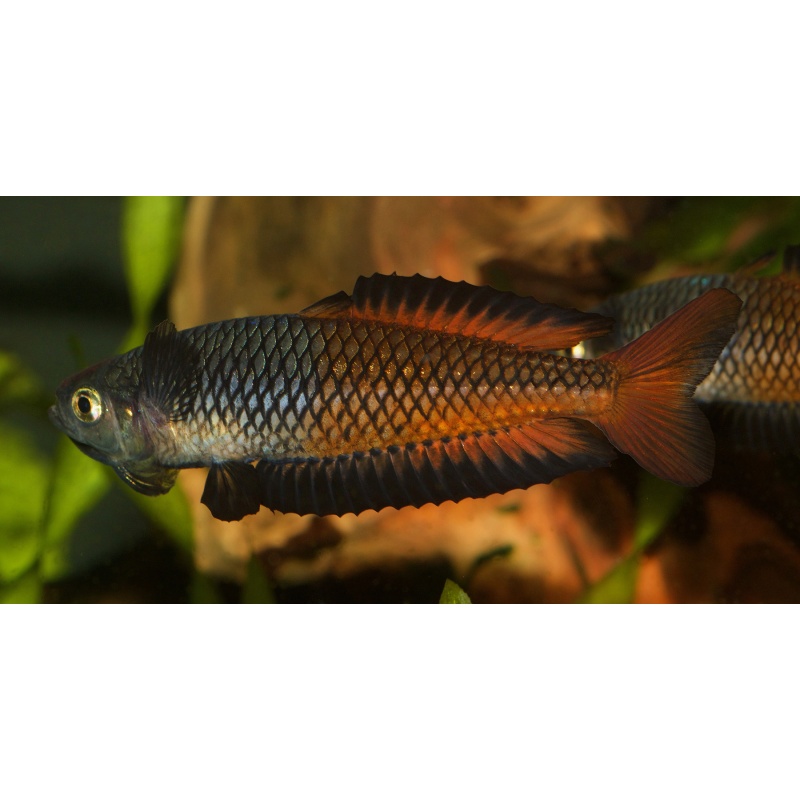 8 young adult Rhadinocentrus ornatus from Teewah Creek