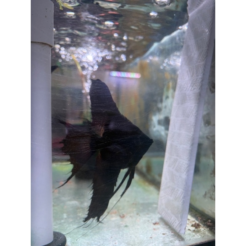 4 nickel to quater size 3 Dose Black Veil Angels no reserve