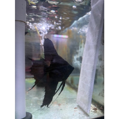 6 Triple Dose Black Veil Angels No reserve