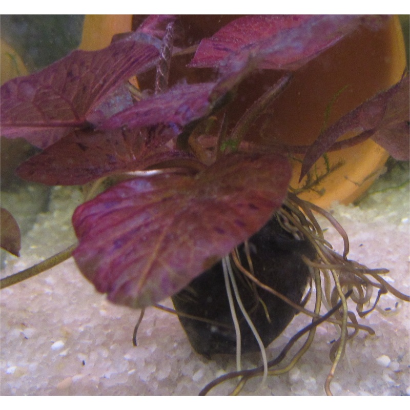 3 Sprouted Red Tiger Lotus bulbs Live Aquarium Plant | Red Water Lily for Tank, Fast Growing Foreground Background