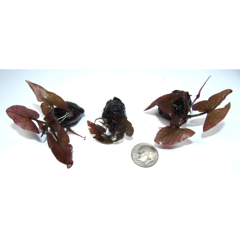 3 Sprouted Red Tiger Lotus bulbs Live Aquarium Plant | Red Water Lily for Tank, Fast Growing Foreground Background