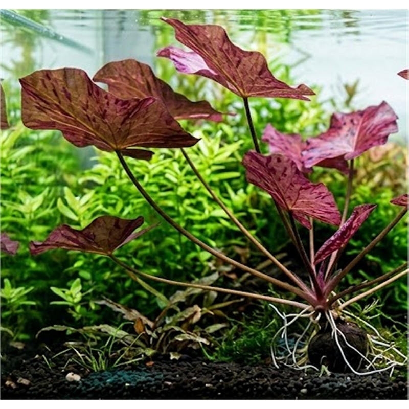 3 Sprouted Red Tiger Lotus bulbs Live Aquarium Plant | Red Water Lily for Tank, Fast Growing Foreground Background