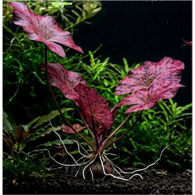 3 Sprouted Red Tiger Lotus bulbs Live Aquarium Plant | Red Water Lily for Tank, Fast Growing Foreground Background
