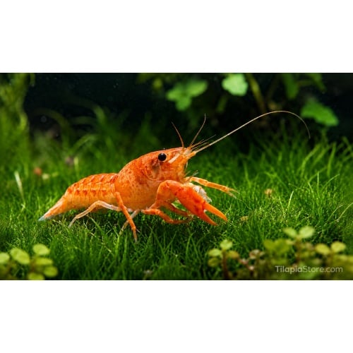 5 Live Mexican Orange Dwarf Crayfish CPO – Tank Raised Colony