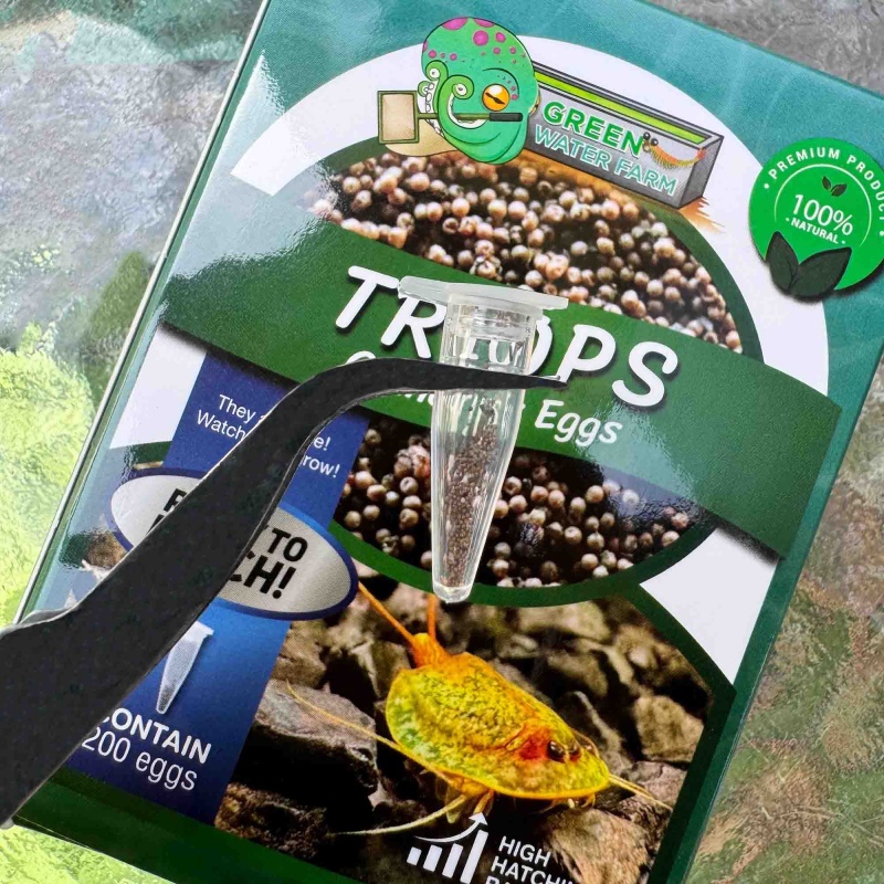 Triops Granarius Eggs