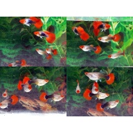 Pair Tuxedo Koi guppies - USA stock
