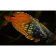 8 juvenile Melanotaenia ajamaruensis