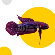 Betta Uberis Pair