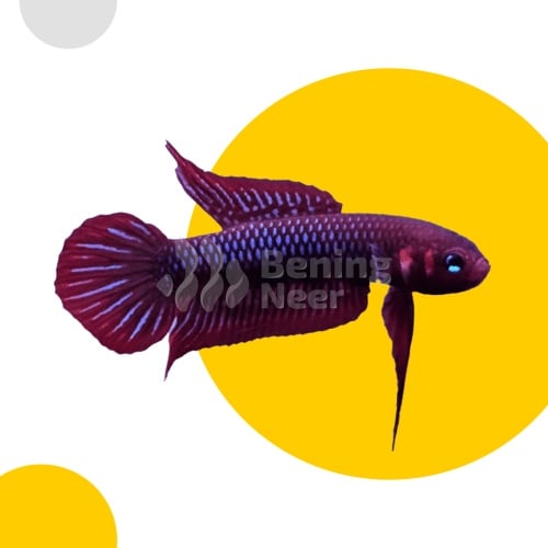Betta Uberis Pair