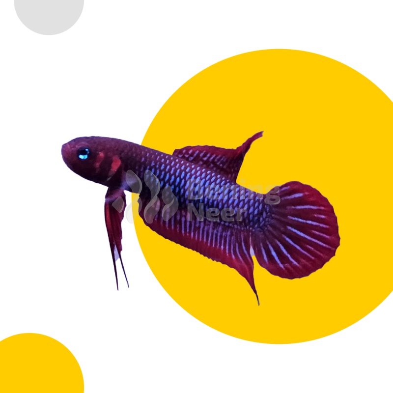 Betta Uberis Pair