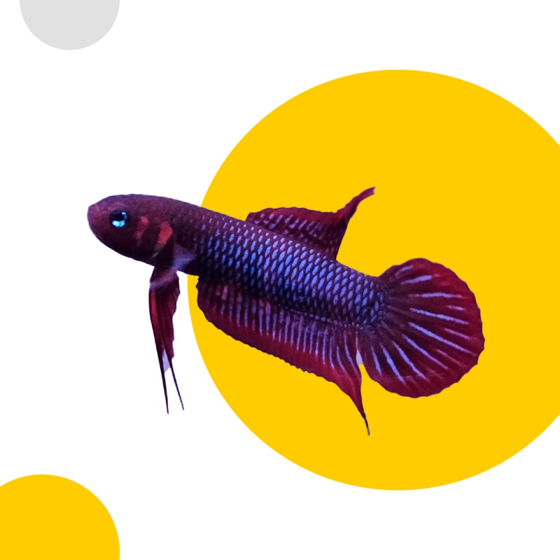 Betta Uberis Pair