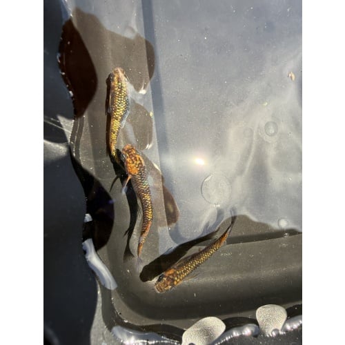 10 - Ulysses - Medaka Rice Fish Eggs - Free Shipping