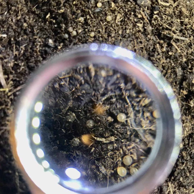 Nothobranchius Eggersi Solid Blue 60 eggs + food
