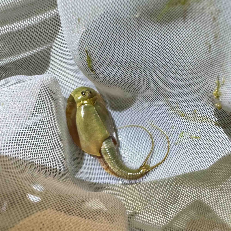 Triops Longicaudatus Eggs