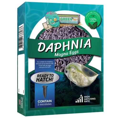 Daphnia Magna Eggs