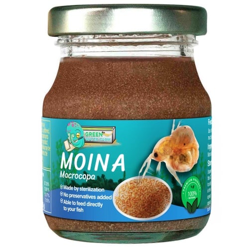 Moina Macrocopa Sterilized
