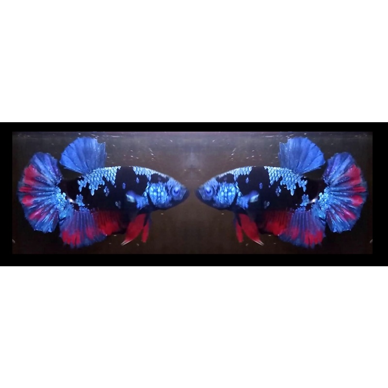 AVATAR SERIES!! #1 (Shipping Cost Included in Price)