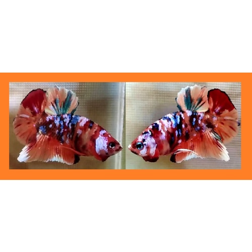 NEMO GALAXY HALF MASKED!! #1 (Shipping Cost Included in Price)