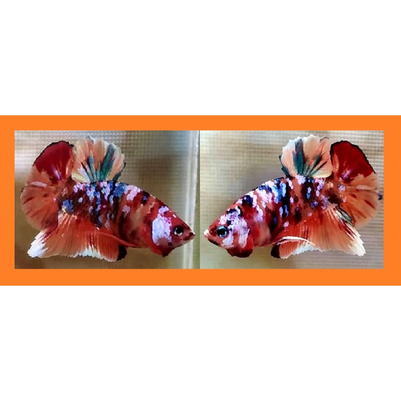 NEMO GALAXY HALF MASKED!! #1 (Shipping Cost Included in Price)