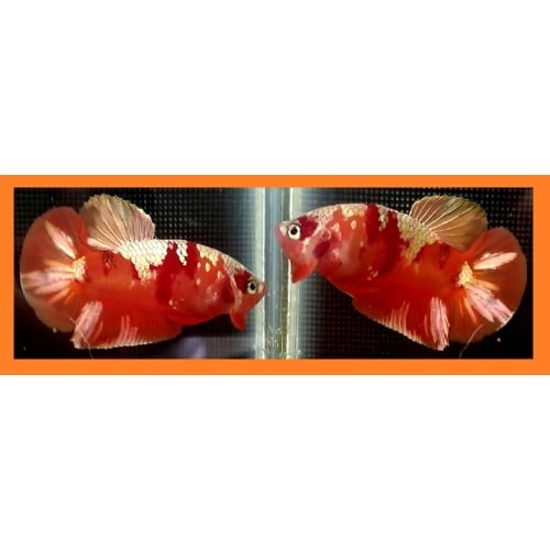 NEMO KOI COPPER!! #1 (Shipping Cost Included in Price)