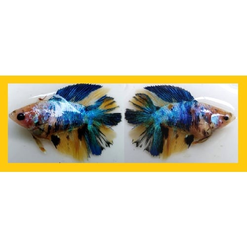 SEXY HALFMOON DOUBLETAIL YELLOW FANCY!! #1 (Shipping Cost Included in Price)