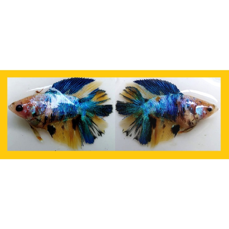 SEXY HALFMOON DOUBLETAIL YELLOW FANCY!! #1 (Shipping Cost Included in Price)
