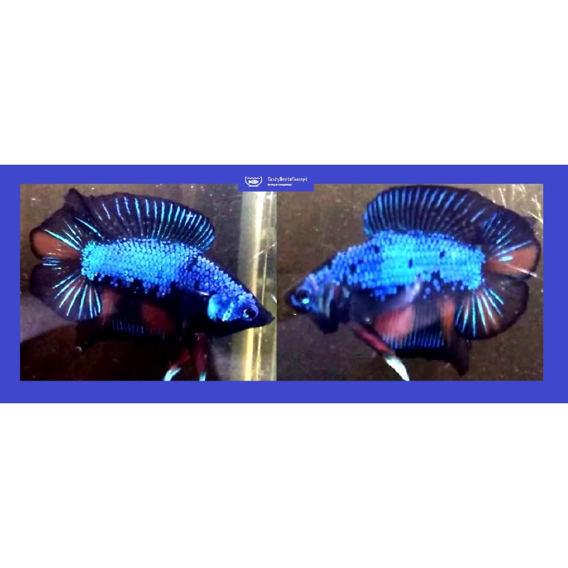 DOUBLETAIL ROBIN!! #1 (Shipping Cost Included in Price)