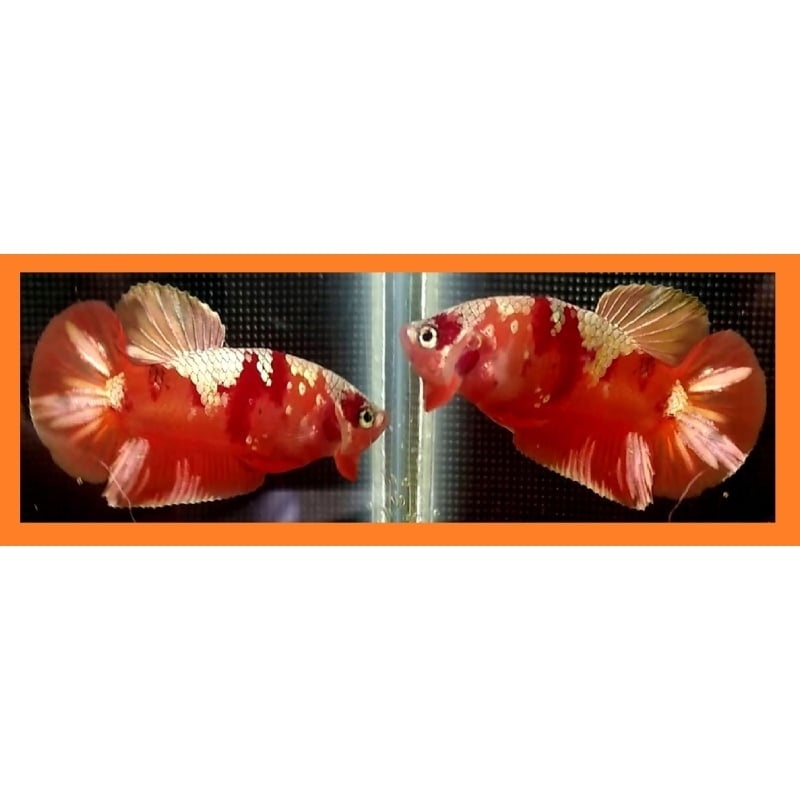 NEMO KOI COPPER!! #1 (Shipping Cost Included in Price)