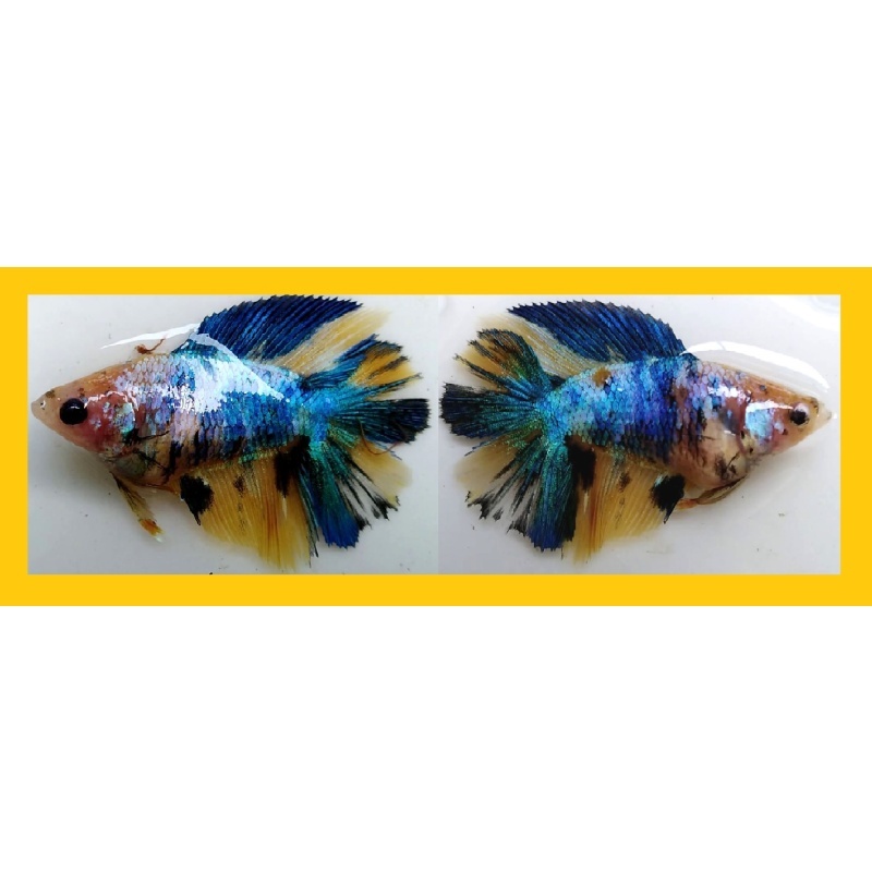 SEXY HALFMOON DOUBLETAIL YELLOW FANCY!! #1 (Shipping Cost Included in Price)