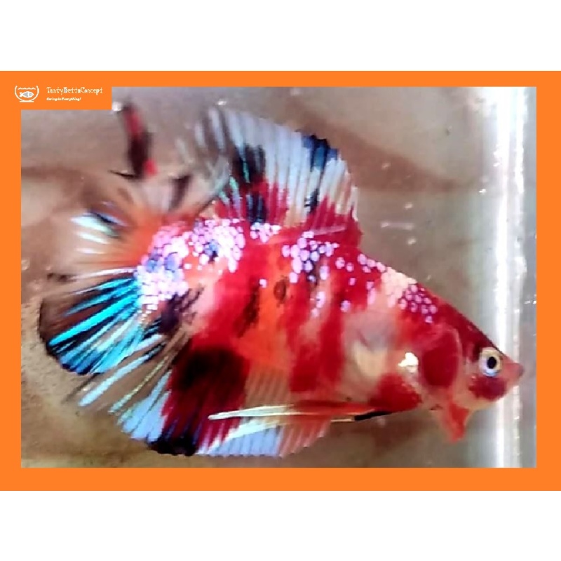 Doubletail Galaxy Koi!! #1 (Shipping Cost Included on Price)
