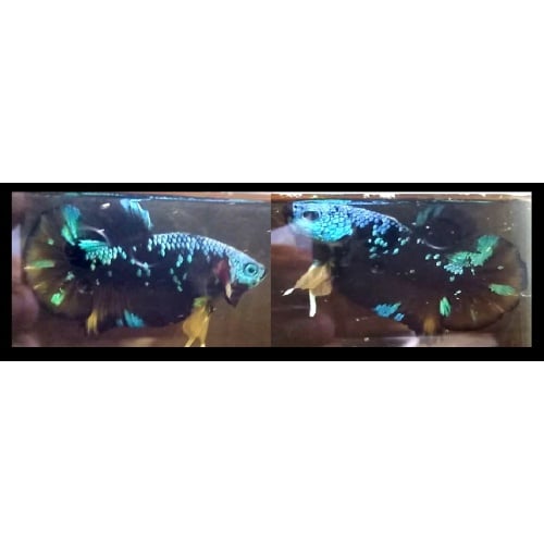 AVATAR SERIES!! #1 (Shipping Cost Included in Price)